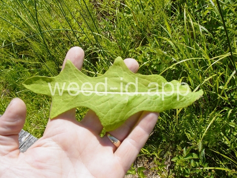 lettuce, biennial